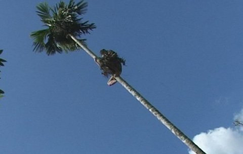 Trèo cau, cụ bà 83 tuổi té đất tử vong