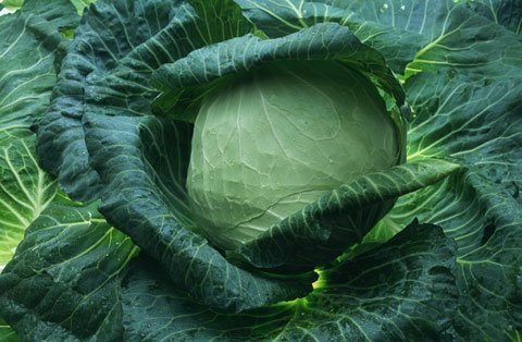 Trung Quốc điều tra bắp cải bị phun chất độc để tươi lâu