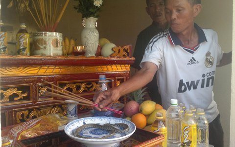 Đổ xô đến miếu thờ 'rắn thần'