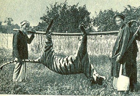 Hồi ức của người Pháp về ác mộng mang tên ‘ông cọp’ ở VN