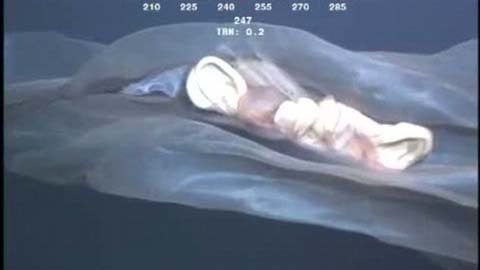 Phát hiện sinh vật kỳ quái dưới lòng biển sâu