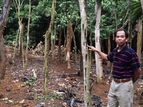 Những vườn sưa tiền tỉ không thèm bán