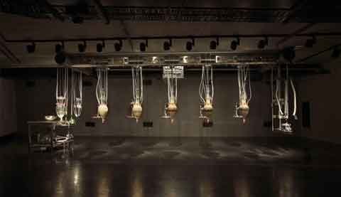 Bên trong Disneyland dành cho người lớn