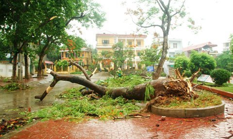 Lốc xoáy nhổ trụi hàng trăm cây xanh trong phố