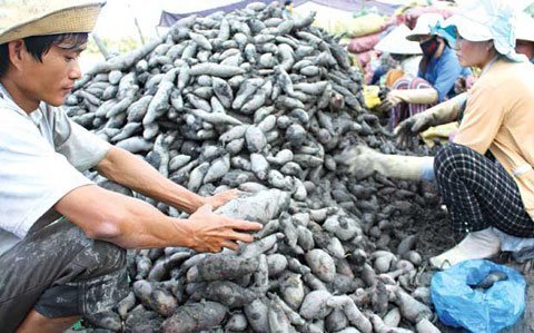 Dân trồng khoai chết đứng vì thương lái Trung Quốc