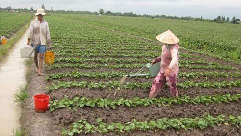 Bị ép giá, nông dân vẫn chỉ biết trồng khoai