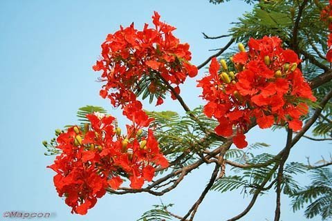 Những ngọn đuốc mang tên phượng vĩ