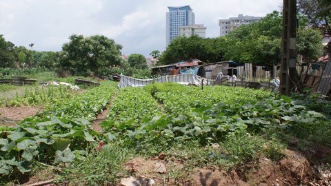 'Trang trại' rau sạch tự phát của dân Hà Nội