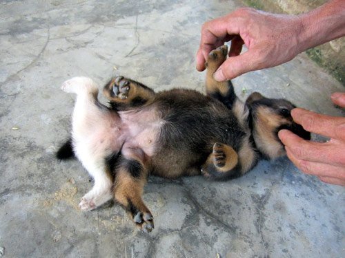 Kỳ lạ chó 6 chân, 2 bộ phận sinh dục