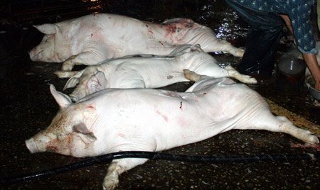 Thâm nhập đường dây tiêu thụ lợn chết dịch