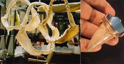 Chơi hàm cá mập: Thú vui đắt đỏ, xa hoa