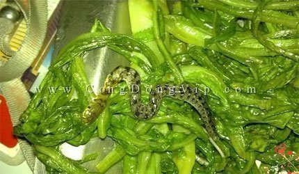 Kinh hoàng thấy nửa con rắn trong suất cơm văn phòng