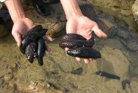 Trúng đậm hải sâm, thu hàng chục tỷ đồng