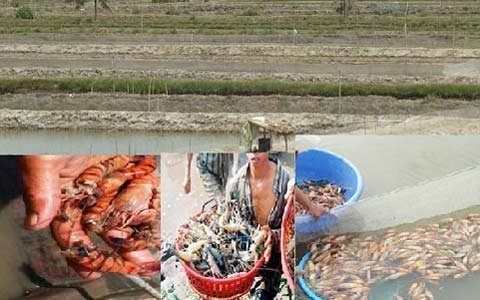 Nông dân mất trắng trăm tỷ vì tôm chết