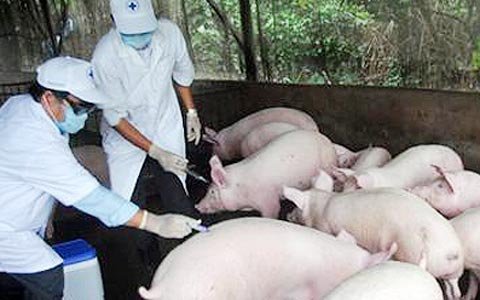 Dịch heo tai xanh trở lại vì giá tiêm phòng đắt