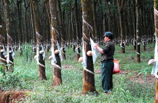 Bất động sản đi làm nông nghiệp