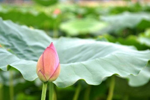 Đẹp ngất ngây với sen Hồ Tây đầu hạ