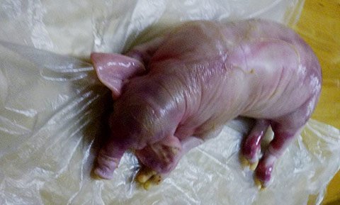 Xôn xao lợn đẻ ra… voi