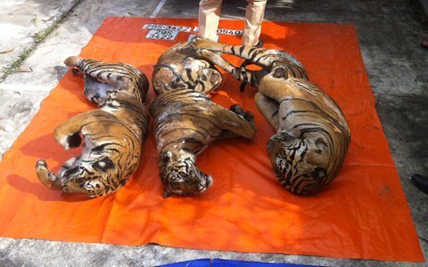Nổ súng truy bắt xế hộp chở xác 3 con hổ