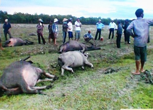 “Thiên lôi” đánh chết 9 con trâu