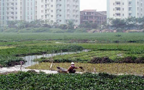 Các chiêu phù phép đất nông nghiệp làm quà biếu