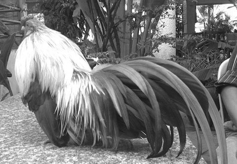 Dân Sài thành mê mẩn với thú chơi gà kiểng