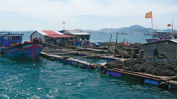 Làm rõ việc người TQ nuôi cá ở Cam Ranh