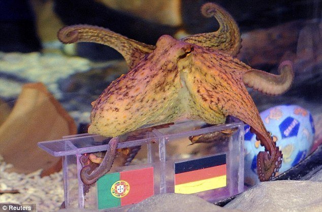 Từ bạch tuộc Paul đến 