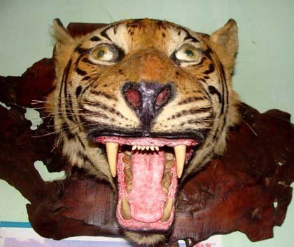 Tận mắt “bảo tàng giết chóc thú” khủng khiếp ở Sơn La