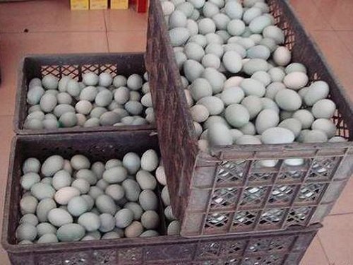 Phát hiện trứng vịt muối chứa chất gây ung thư