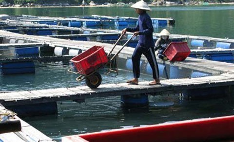 Người TQ nuôi cá trái phép ở Vũng Rô