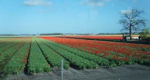 Vẻ đẹp huyền bí hoa Tulip