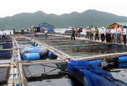 Đang kiểm tra việc người nước ngoài nuôi cá lồng