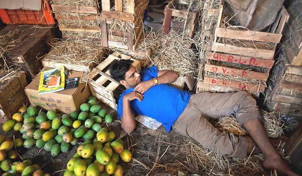Dân Ấn Độ kiếm tiền như nước nhờ... xoài