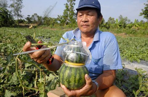 Kiểu dáng trái cây: Mất độc quyền vì lộ