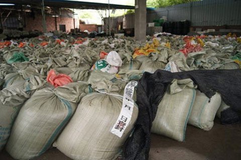 Trung Quốc: Nấm kim châm bị ngâm trong hóa chất cực độc