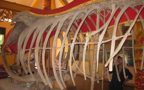 Ngắm bộ xương cá voi dài hàng chục mét