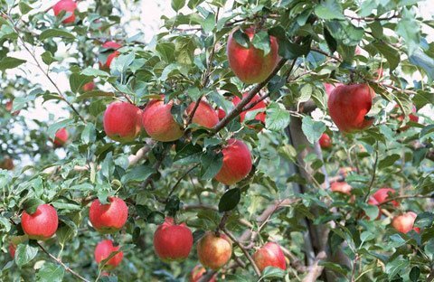 Trung Quốc: Bọc túi tẩm thuốc sâu cho táo từ trên cây