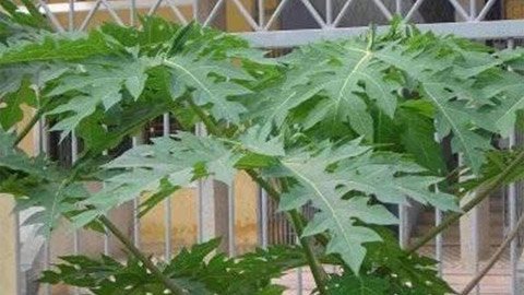 Thông tin những bệnh nhân được cứu sống từ lá đu đủ