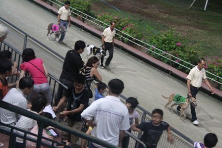 Đi xem đua chó ở Vũng Tàu