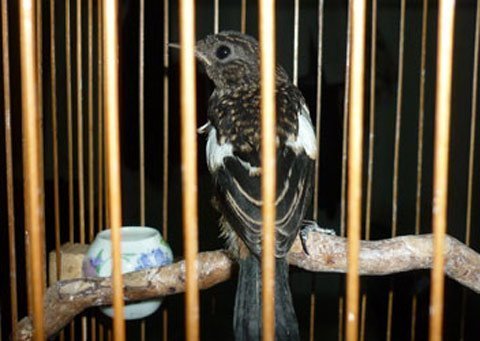 Hư bảy trứng chim, đòi thường 100 triệu