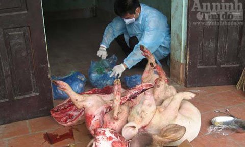 Lợn tai xanh 'hô biến' thành đặc sản