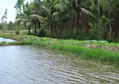 Phát hiện một phần thi thể người treo trên cây