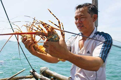 TQ giảm 'ăn' hàng, tôm hùm rớt thảm