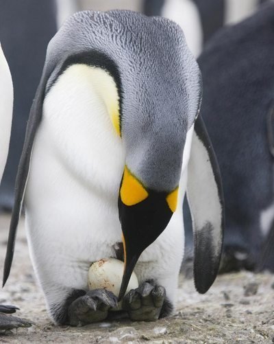 Chim cánh cụt đẻ trứng hay con Album - Top videos and photos