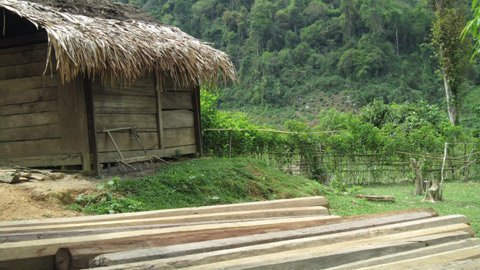 Tiếng kêu cứu của rừng