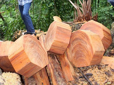 Lâm tặc vượt 'thập diện mai phục' của kiểm lâm
