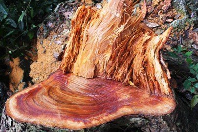 Rừng bị tàn phá, lãnh đạo Bắc Kạn nói gì?