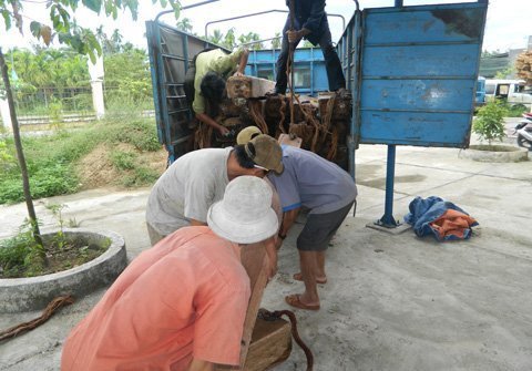 Điều tra vụ gỗ tập kết ở nhà Bí thư huyện