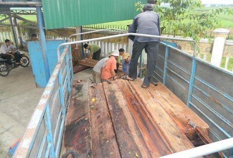 Nóng trong ngày: Gỗ lậu tại nhà Bí thư